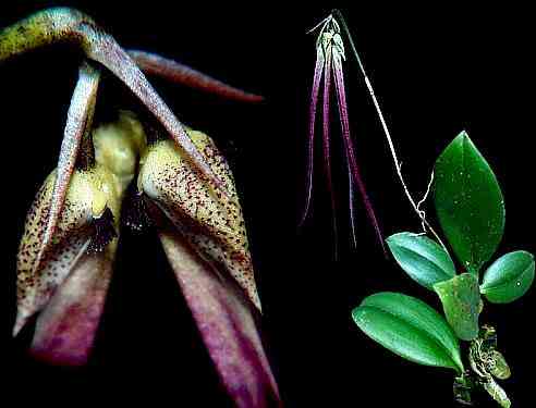 Bulbophyllum jacobsonii